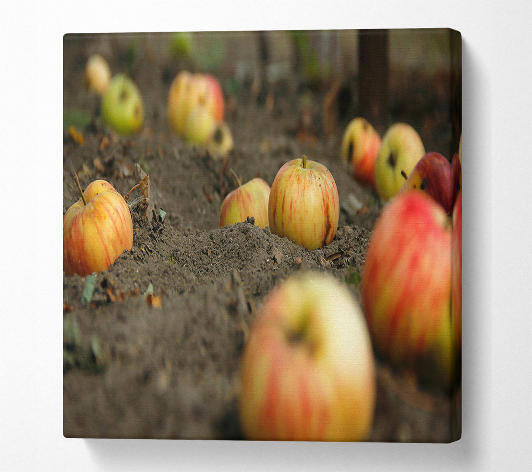  A Canvas Print of Red Fallen Apples Canvas Print