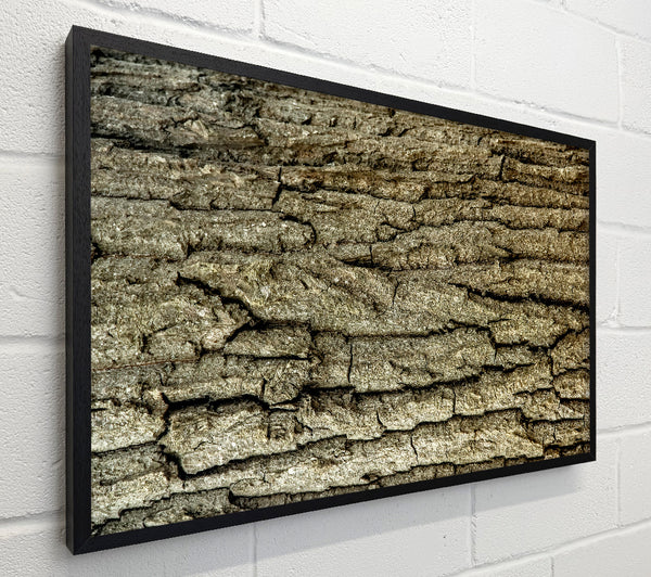 Gray Bark Texture