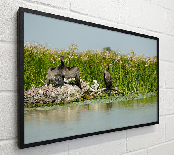 Green Cormorant Haven