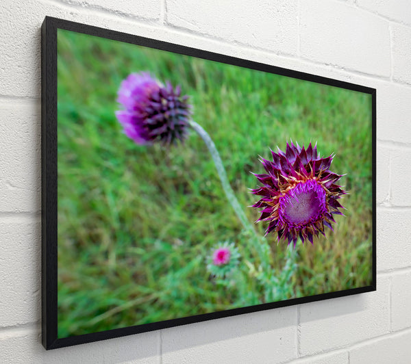 Purple Thistle Bloom