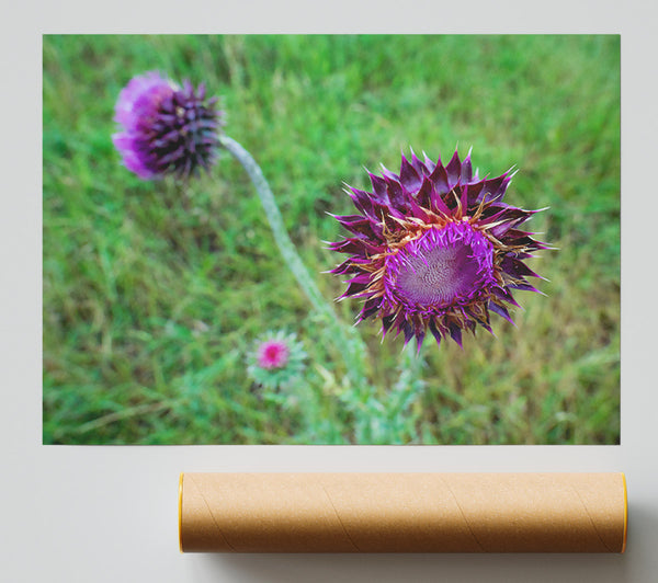 Purple Thistle Bloom Poster