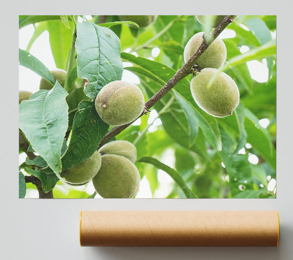 Green Peaches On Branch Poster