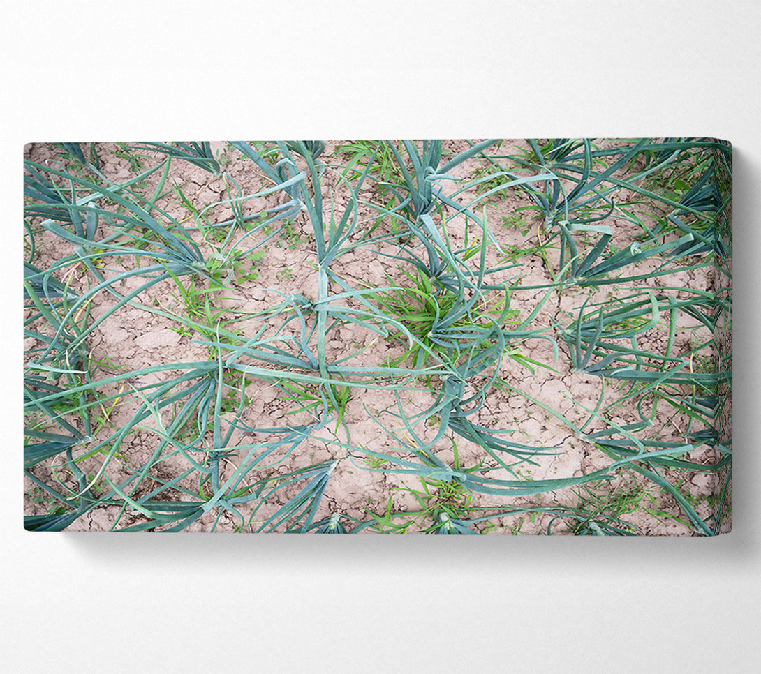  A Canvas Print of Green Cracked Earth Canvas Print