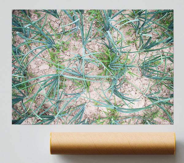 Green Cracked Earth Giclee Print
