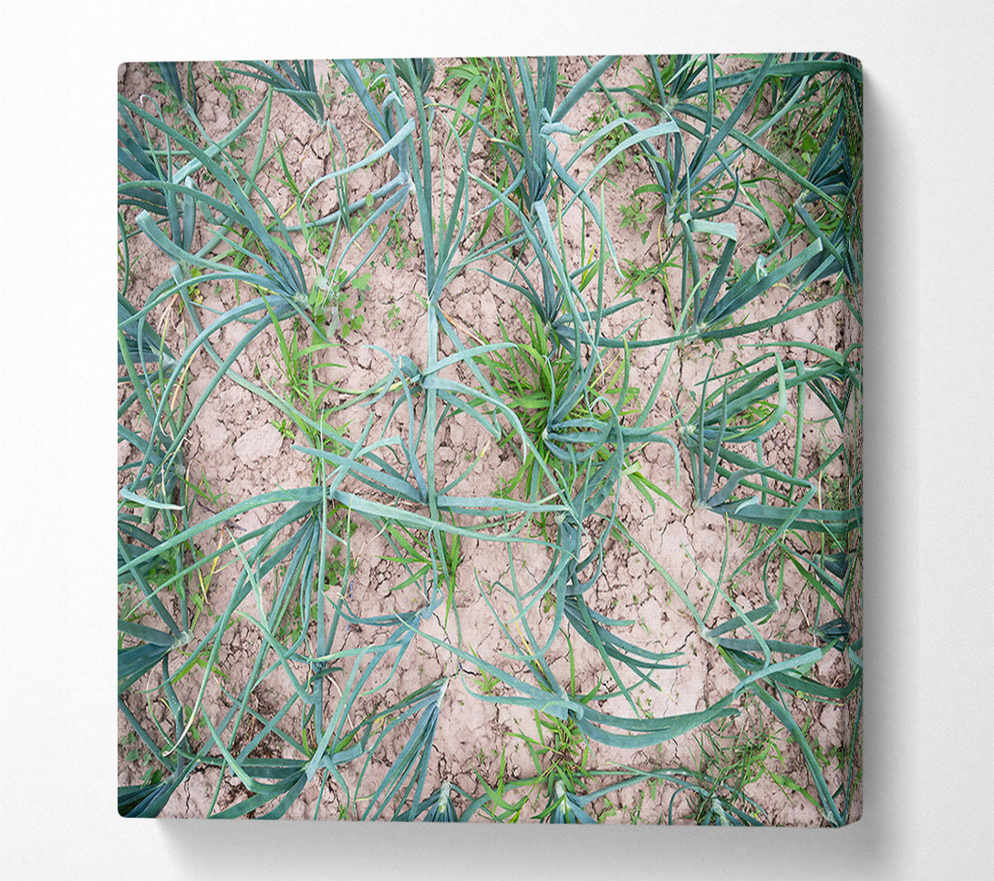  A Canvas Print of Green Cracked Earth Canvas Print