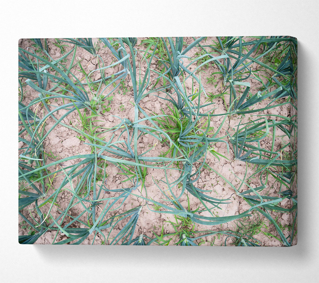  A Canvas Print of Green Cracked Earth Canvas Print