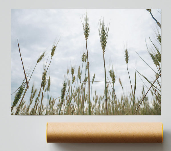Green Wheat Dreams Print
