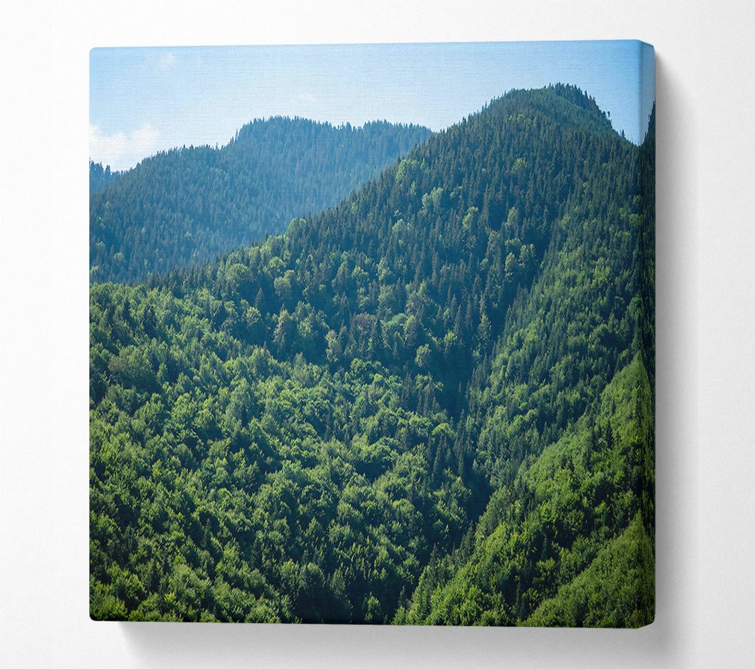  A Canvas Print of Emerald Forest Hills Canvas Print