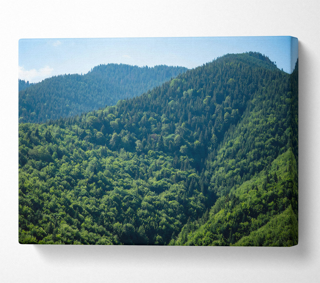  A Canvas Print of Emerald Forest Hills Canvas Print
