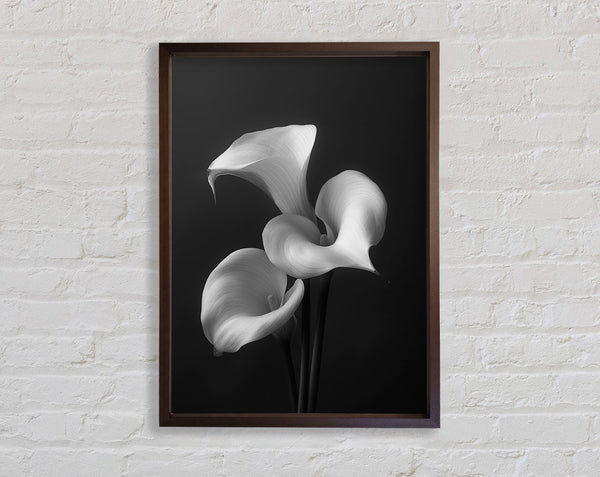 Special Walnut Lillies Framed Print