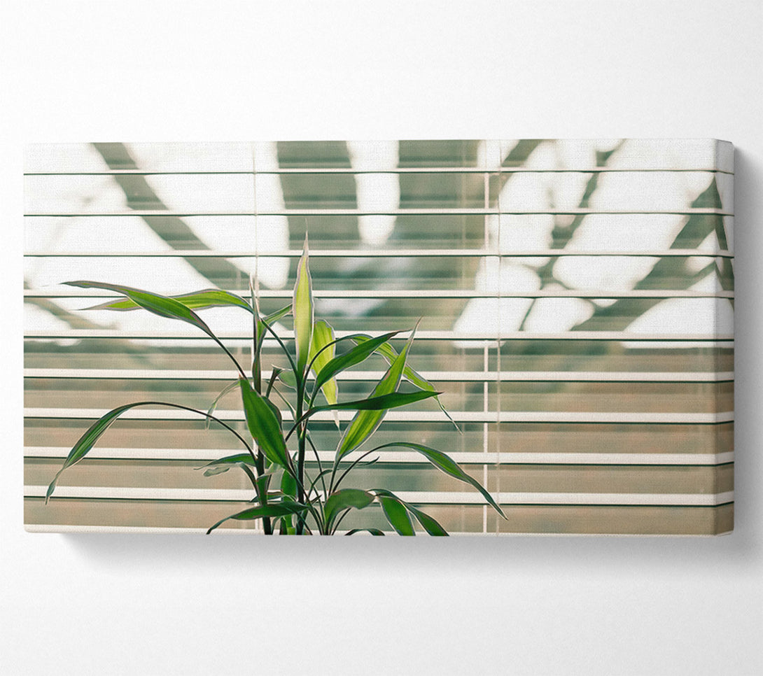  A Canvas Print of Green Through The Blinds Canvas Print