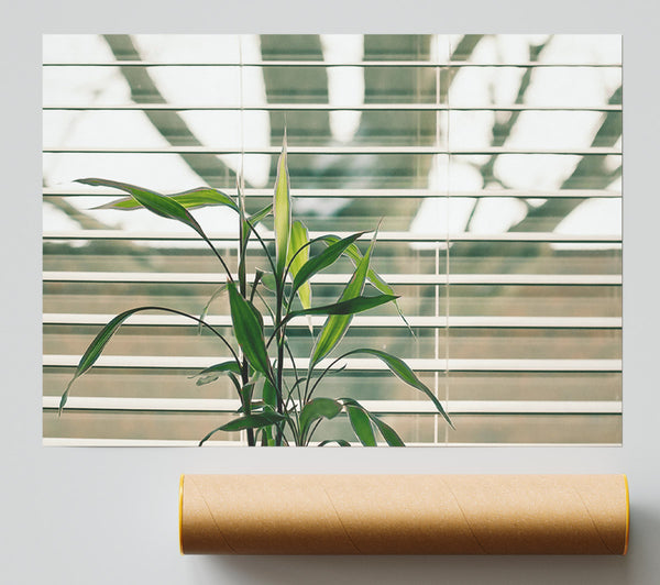 Green Through The Blinds Giclee Print