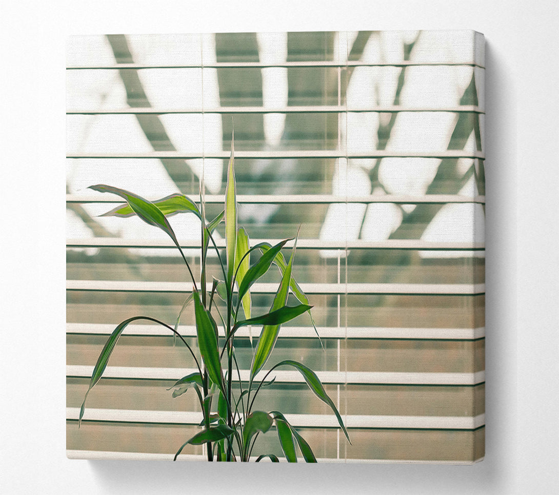  A Canvas Print of Green Through The Blinds Canvas Print