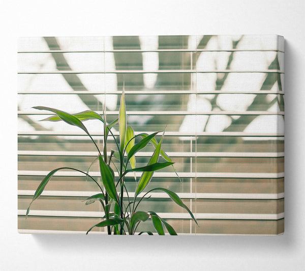  A Canvas Print of Green Through The Blinds Canvas Print