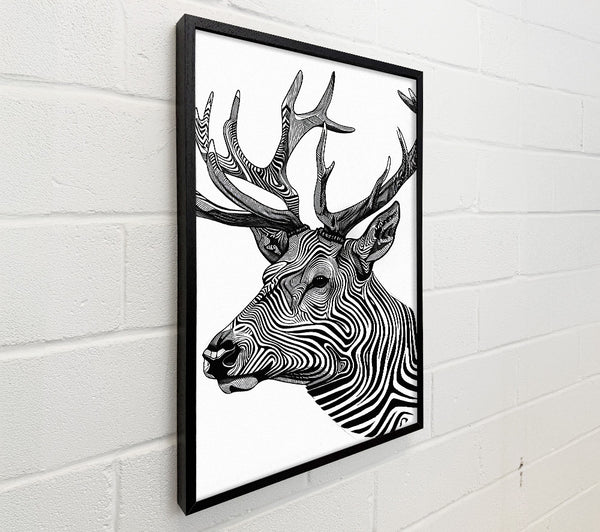 Stag Zebra Stripes