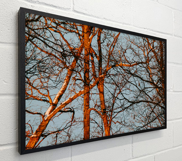 Orange Tree Silhouette