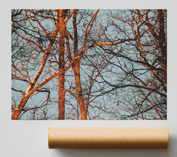 Orange Tree Silhouette Poster