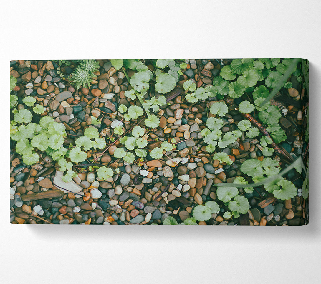  A Canvas Print of Green Pebbled Ground Canvas Wall Art
