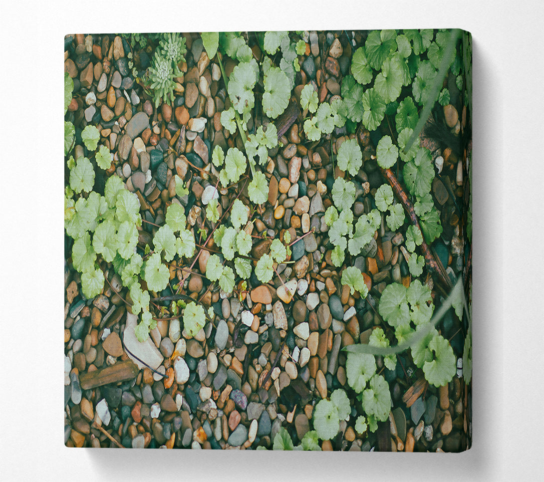  A Canvas Print of Green Pebbled Ground Canvas Wall Art