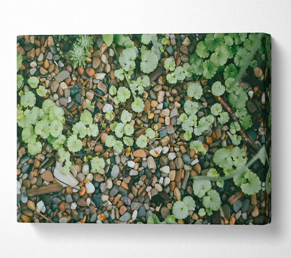  A Canvas Print of Green Pebbled Ground Canvas Wall Art