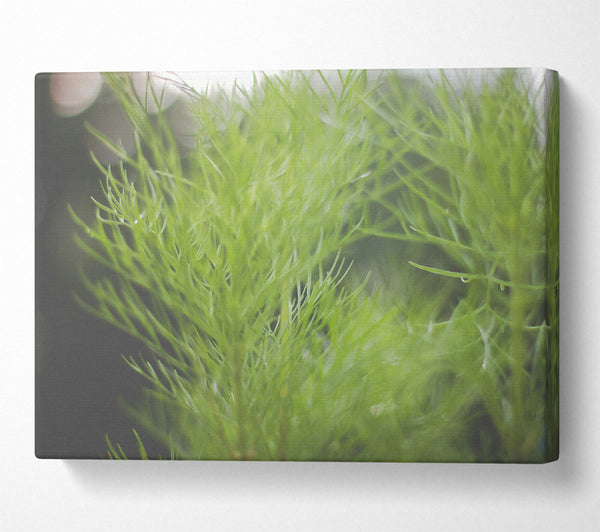 A Canvas Print of Emerald Green Tendrils Canvas Print
