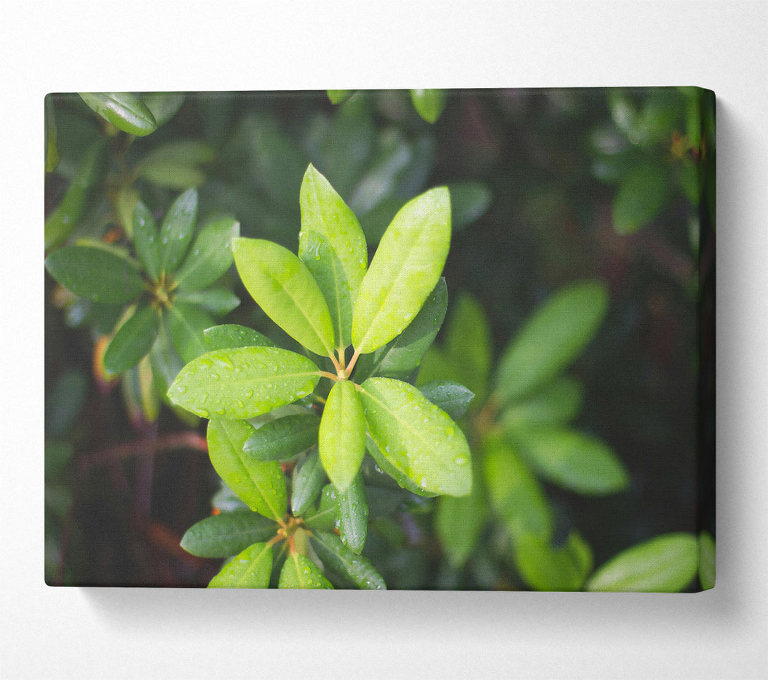  A Canvas Print of Emerald Green Sprout Canvas Print
