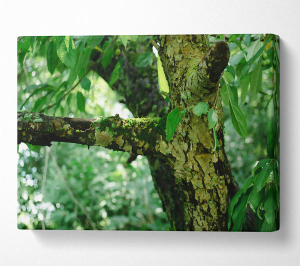  A Canvas Print of Green Bark Texture Canvas Print