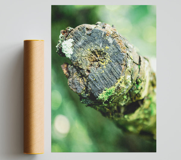 Green Mossy Bark Print