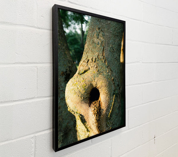 Golden Bark Hollow