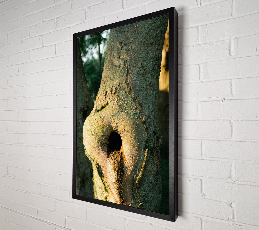  A Canvas Print of Golden Bark Hollow Canvas Wall Art