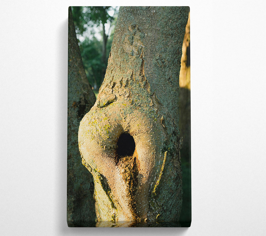  A Canvas Print of Golden Bark Hollow Canvas Wall Art