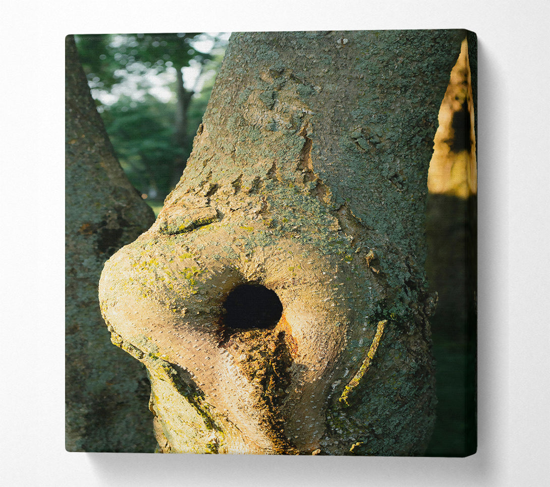  A Canvas Print of Golden Bark Hollow Canvas Wall Art