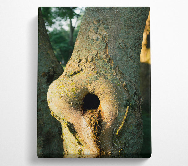  A Canvas Print of Golden Bark Hollow Canvas Wall Art
