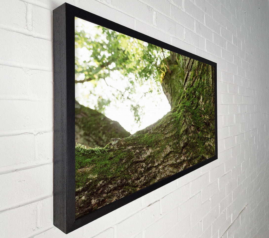  A Canvas Print of Emerald Bark Embrace Canvas Art