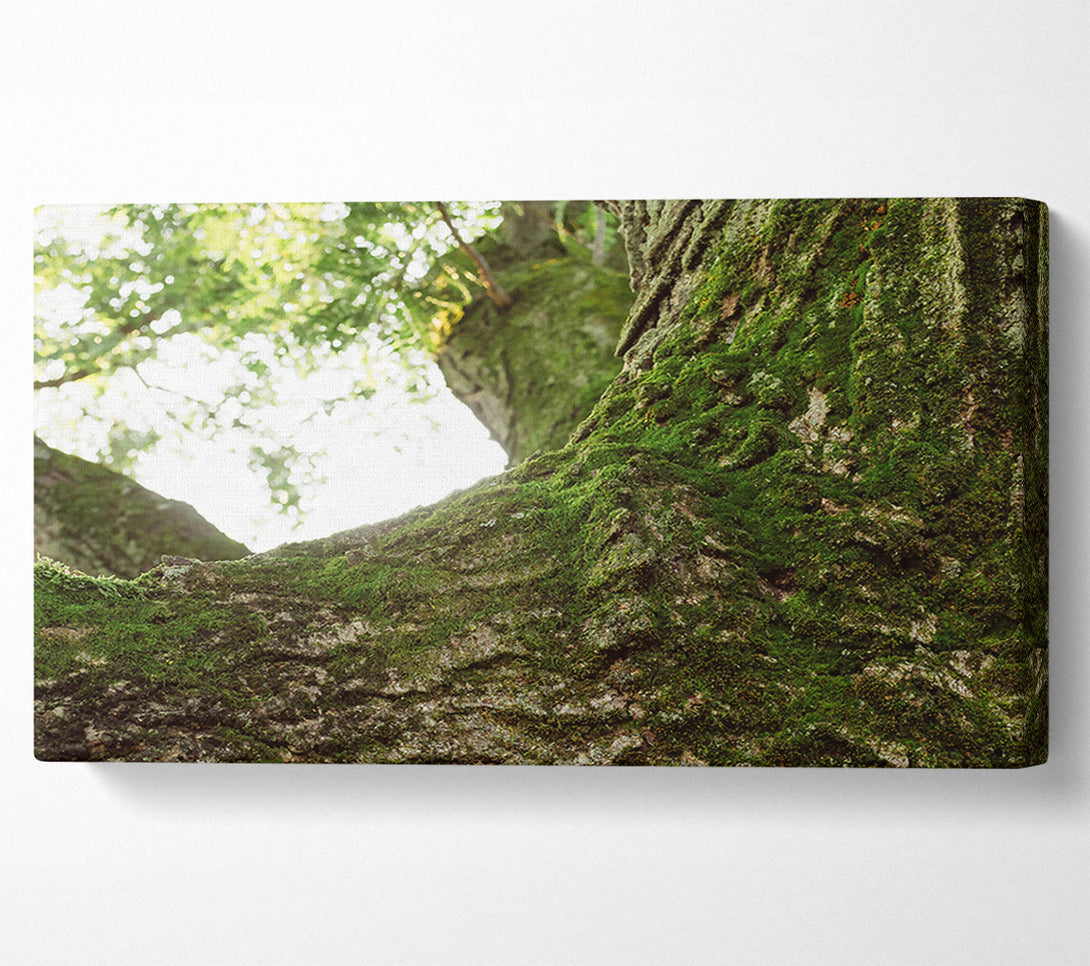  A Canvas Print of Emerald Bark Embrace Canvas Art