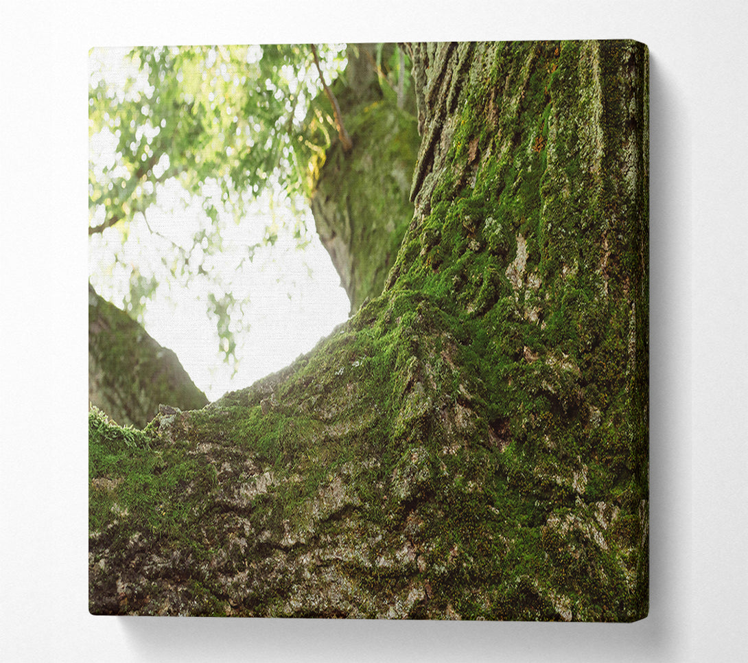  A Canvas Print of Emerald Bark Embrace Canvas Art