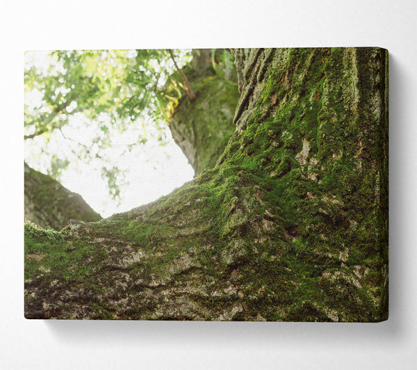  A Canvas Print of Emerald Bark Embrace Canvas Art
