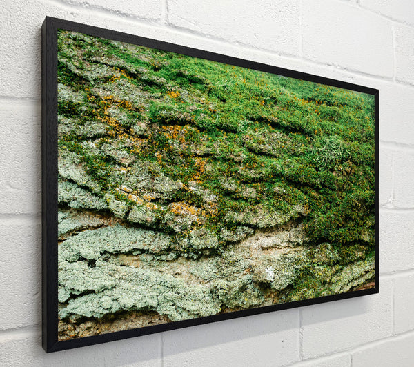 Emerald Mossy Bark