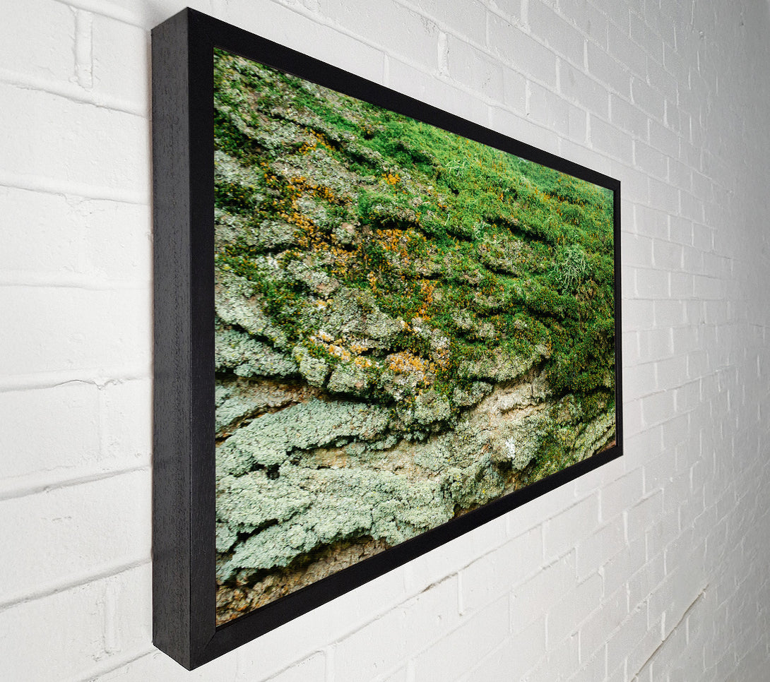  A Canvas Print of Emerald Mossy Bark Canvas Print