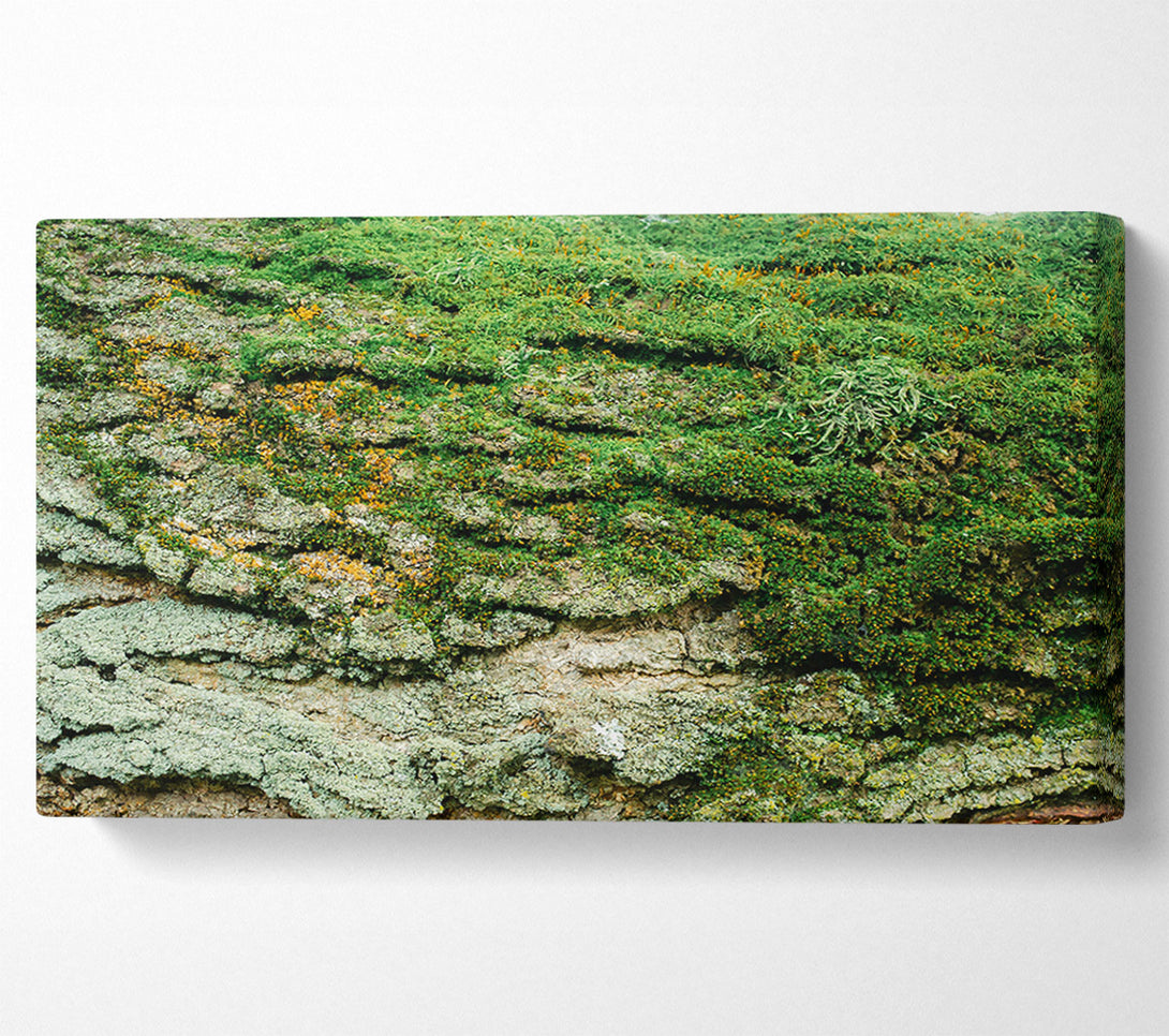  A Canvas Print of Emerald Mossy Bark Canvas Print