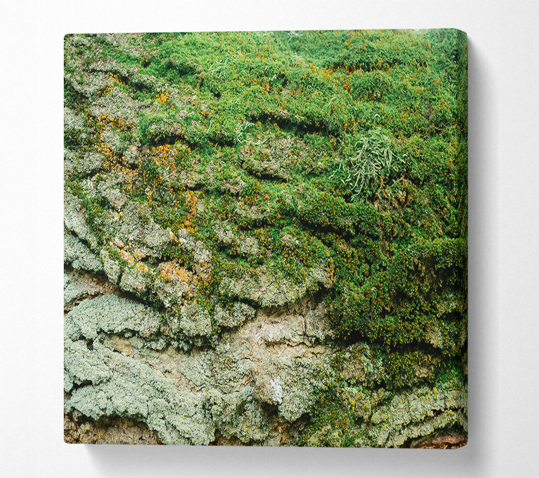  A Canvas Print of Emerald Mossy Bark Canvas Print