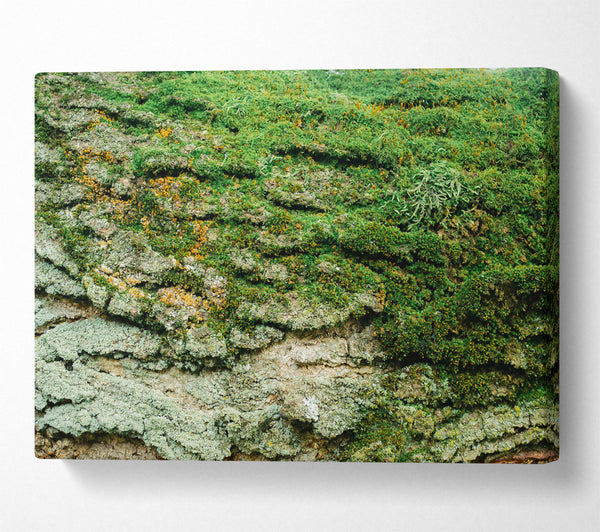  A Canvas Print of Emerald Mossy Bark Canvas Print