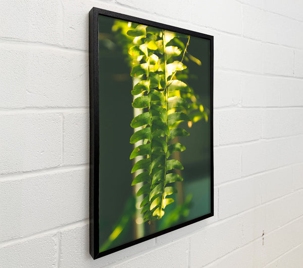 Emerald Fern Light