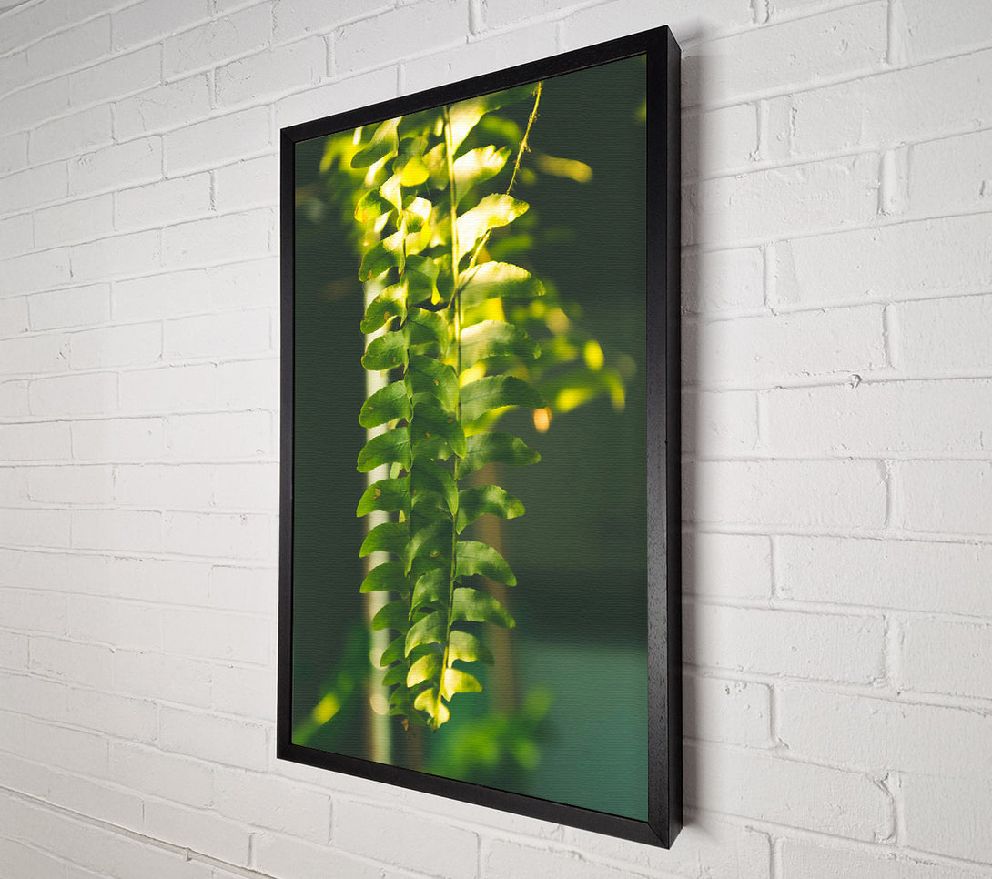  A Canvas Print of Emerald Fern Light Canvas Print