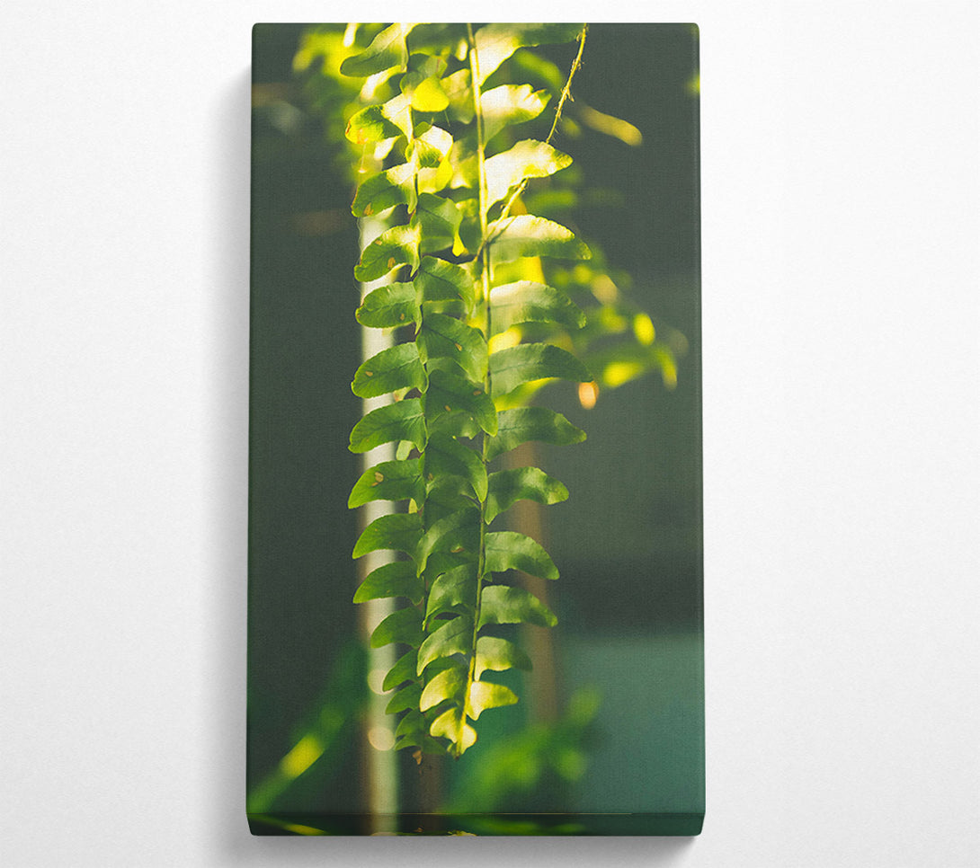 A Canvas Print of Emerald Fern Light Canvas Print