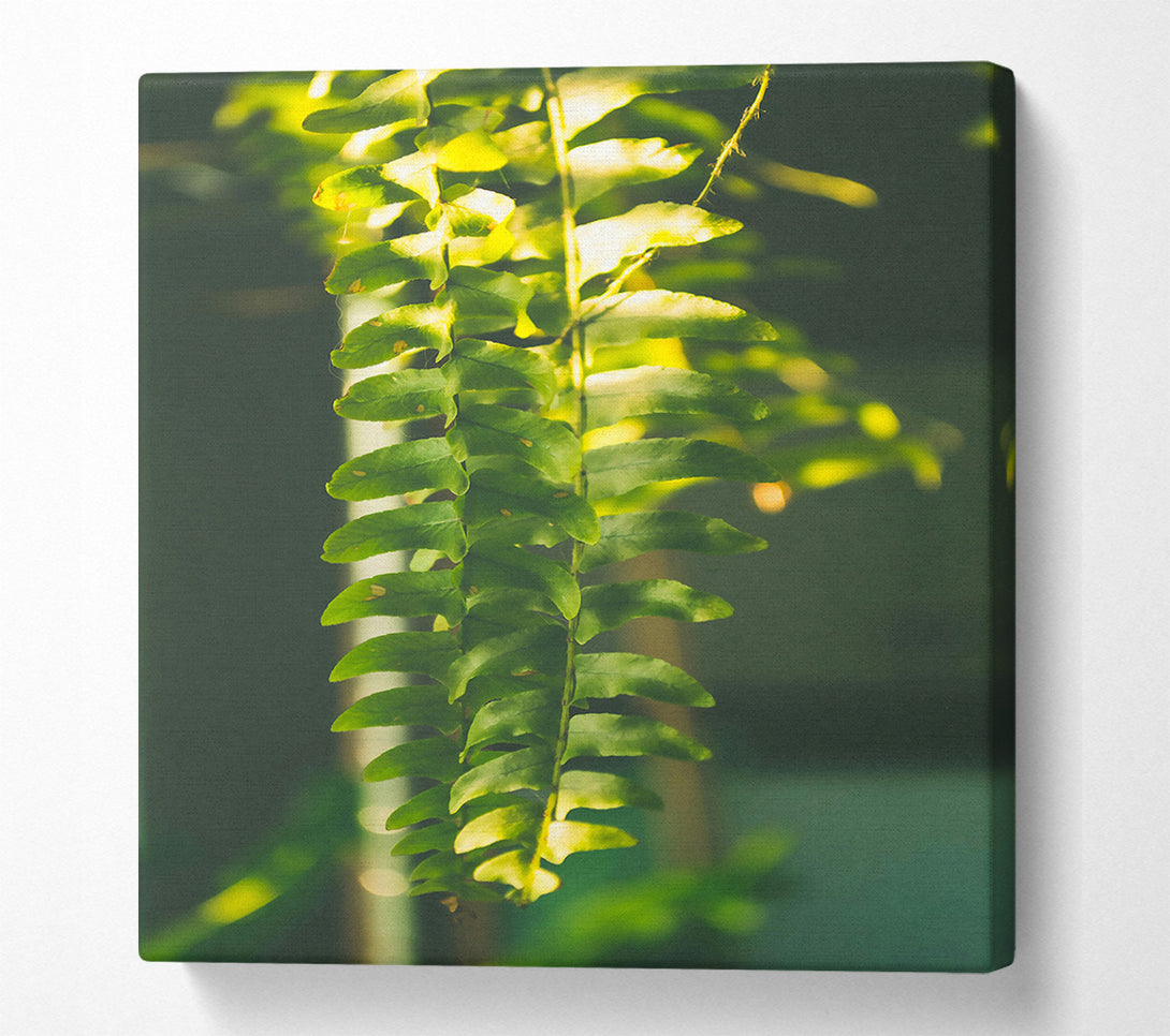  A Canvas Print of Emerald Fern Light Canvas Print