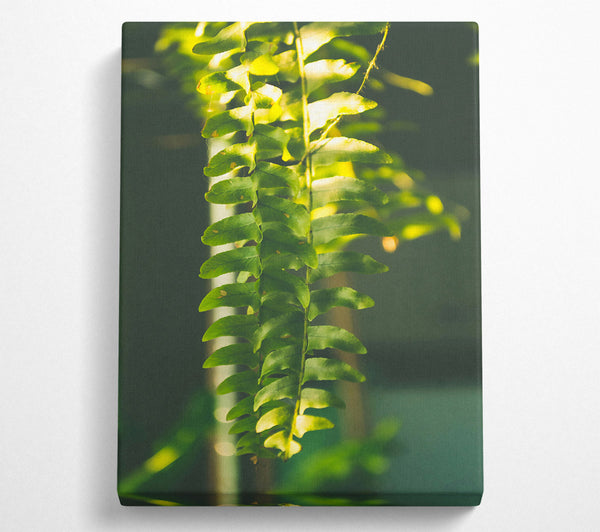  A Canvas Print of Emerald Fern Light Canvas Print