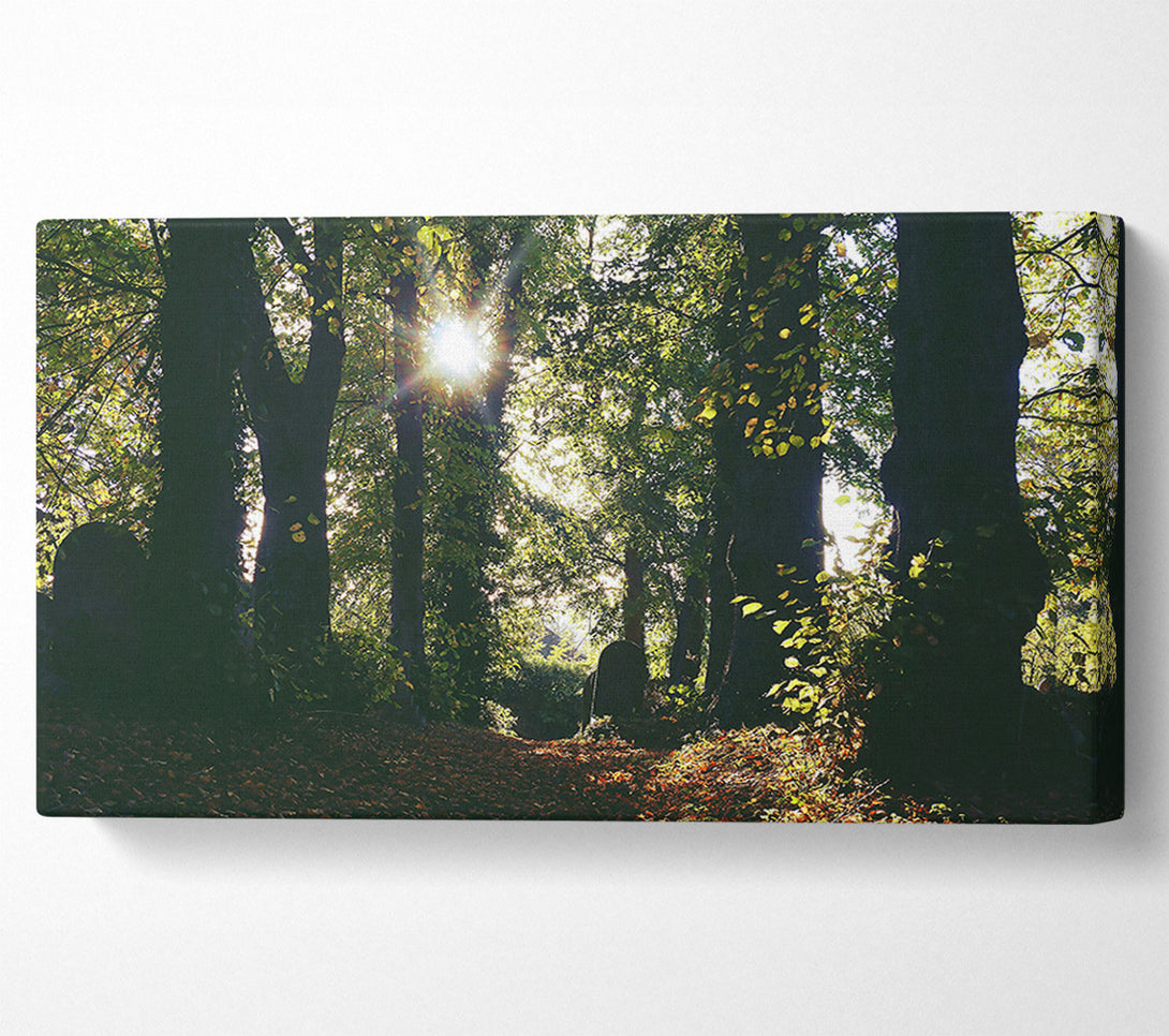  A Canvas Print of Golden Sun Through Trees Canvas Wall Art