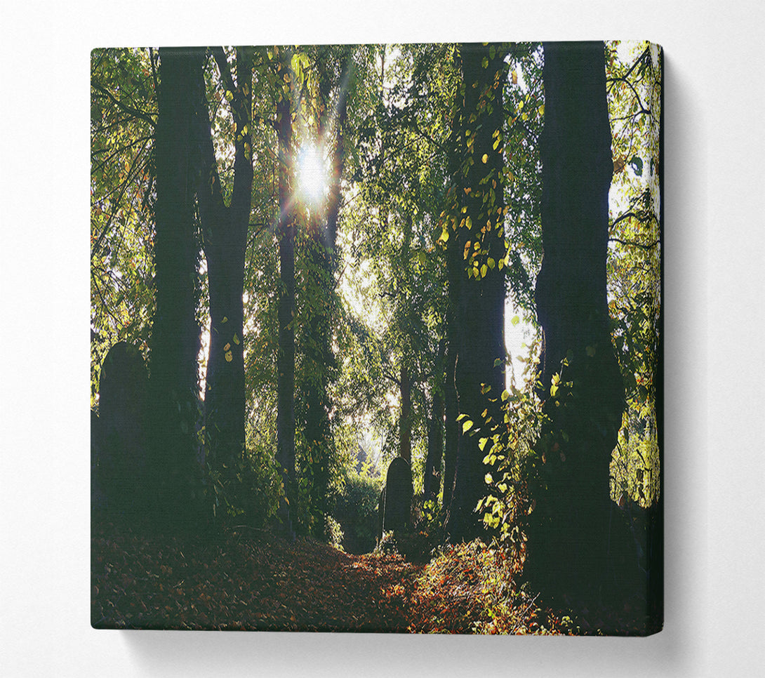  A Canvas Print of Golden Sun Through Trees Canvas Wall Art