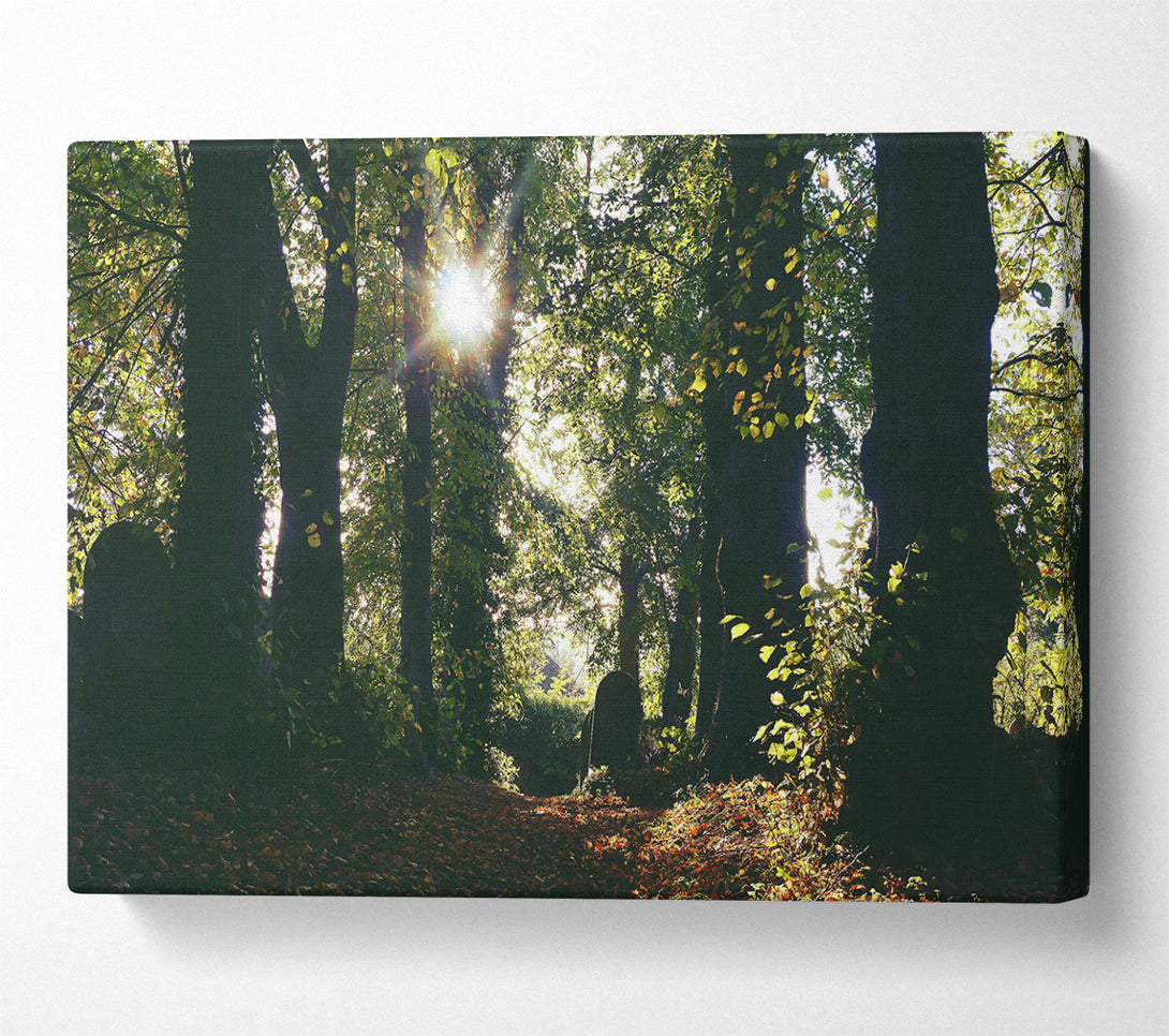  A Canvas Print of Golden Sun Through Trees Canvas Wall Art